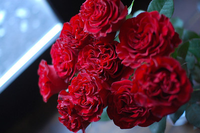 新西兰切花月季 康帕内拉红色(红舞裙campanella red)