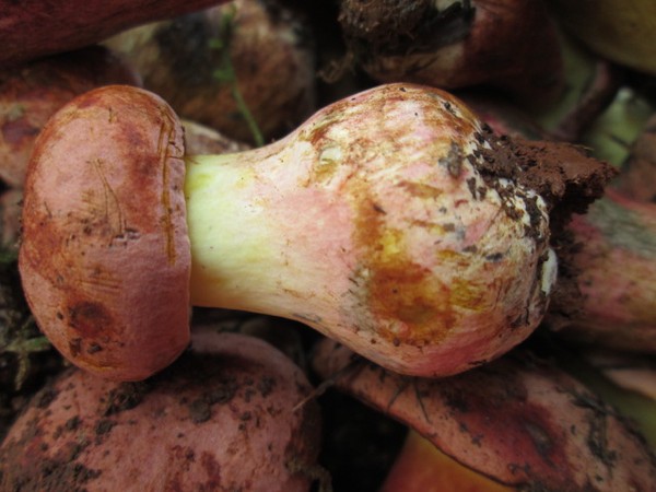 云南特产新鲜野生菌红见手青红牛肝红葱葱500克三斤包邮顺丰空运