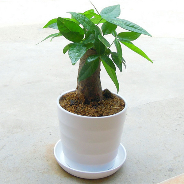 桌面迷你小盆栽花卉绿植 室内客厅盆景 独杆发财树 发财树苗