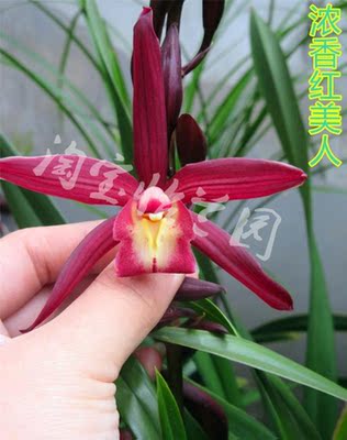 兰花苗杂交兰【红美人】兰花香防辐射办公室桌面花卉绿植盆栽