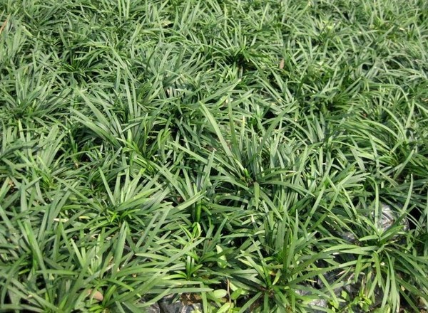 绿化苗木 金边麦冬草苗 麦冬草草苗 金边麦冬草 日本矮生麦冬草