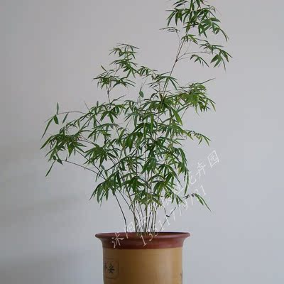 00 成交 評價 庫存 評分 品牌 : 軒轅社花卉園 植物品種 : 其他