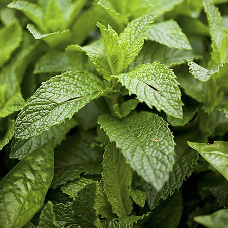 预售2015新鲜薄荷叶 欧薄荷 5月开始 江浙沪 京津鲁 石家庄包邮