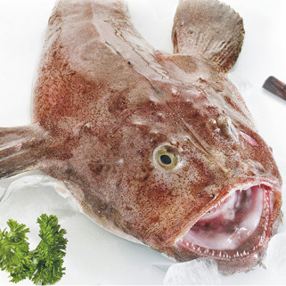 宁波石浦渔老大 鲜活海鲜东海海捕野生安康鱼/蛤蟆鱼(非冷冻品)