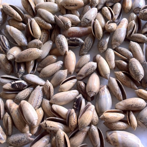 满29元包邮天然橙榧螺贝壳/海螺/地台/装饰/收藏/摆设/鱼缸1-2cm