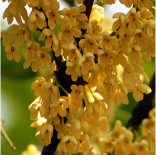 盆栽/地栽花卉桂花苗金桂蓝桂沉香桂丹桂四季桂 桂花树苗