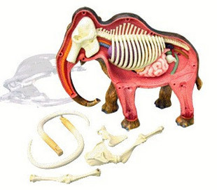 4dmaster动物解剖模型玩具猛犸象长毛象儿童益智拼装模型玩具