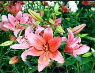 王百合**花语**平静的幸福*平凡的幸福*田园幸福