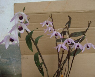 下山野生紫皮石斛始兴石斛大苗 可药价值高 胶质多 30一丛