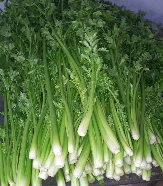 【山东章丘特产】一级章丘鲍芹 鲍家芹菜 自产促销 2斤装 保真