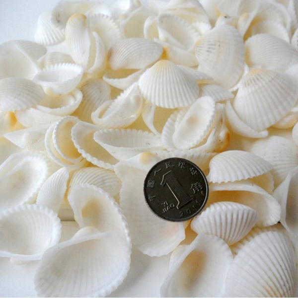 天然贝壳海螺 白色贝壳 白椰贝 鱼缸水族装饰 婚庆贴墙diy150克