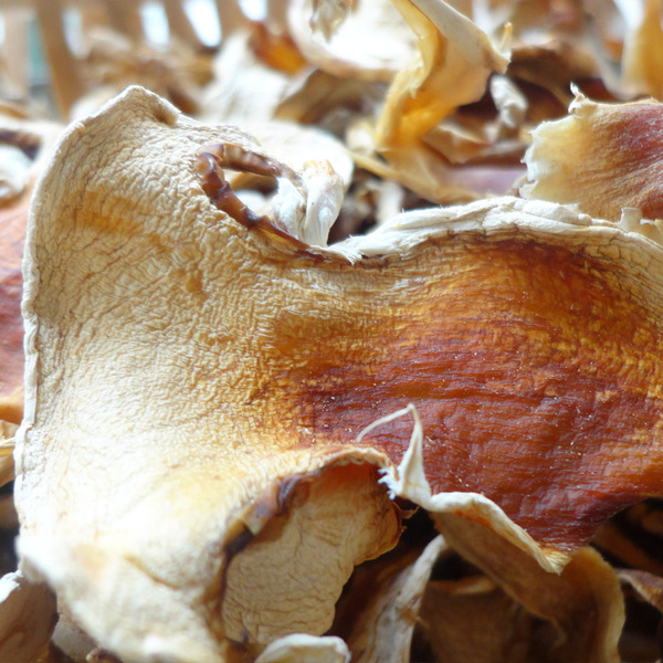 云南纯野生老人头菌/沙老包菌 纯天然食用菌 爽口脆嫩 煲汤佳品