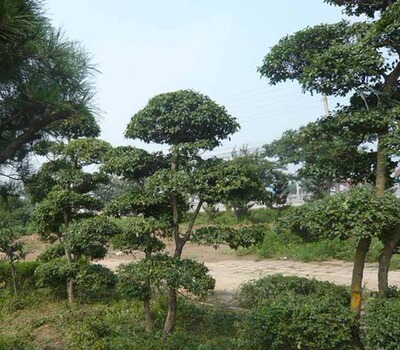 直銷小葉女貞造型盆景 綠化苗木 庭院栽植四季常青小葉女貞造型樹