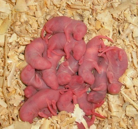 活动价小白鼠乳鼠活体饲料小白乳鼠红皮乳1-4天的可加工真空冰冻