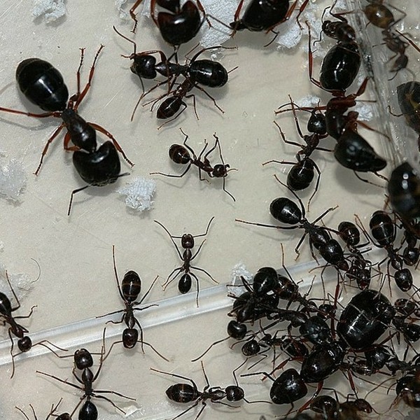 大头弓背蚁camponotus largiceps‖1后 十几工