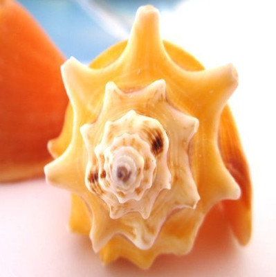 天然金拳螺海螺/地台/装饰/收藏/摆设/鱼缸/diy 批发