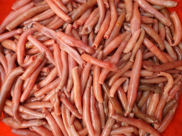 当日活现杀净野生海肠皮 去内脏新鲜美味 包韭菜饺子味道绝了