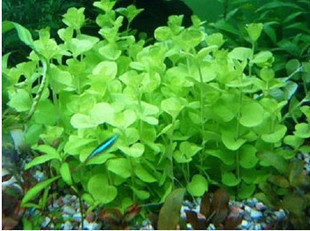 绿金钱 前中景水草好养好活的水草金鱼草热带鱼水草3元十颗