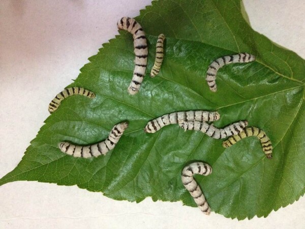 促销2015稀有品种 纯种斑马蚕卵 蚕宝宝卵 斑纹蚕 虎蚕卵 50颗