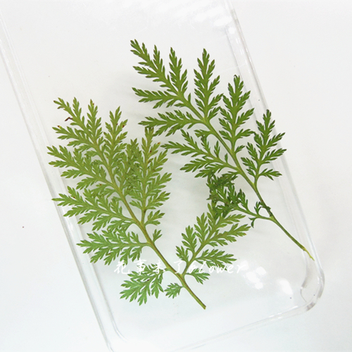 青蒿松 押花压花干花 天然水晶干花手机壳 植物教学标本 5支装