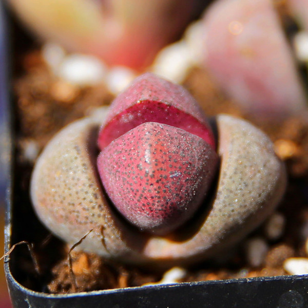 8号肉棚 r139红帝玉生石花番杏科多肉植物实拍有根室内盆栽2.5cm