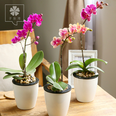 蝴蝶兰花卉盆栽室内观花植物阳台花苗带花苞四季开花绿植盆栽花