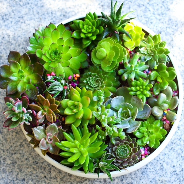 多肉植物防辐射组合盆栽花卉肉肉办公室内小盆景花卉四季绿植