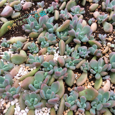 多肉 小苗 奥普琳娜 有根 奇趣植物 绿植盆栽 新手 多肉植物