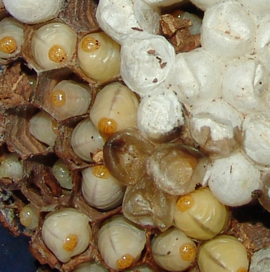 天然野生土蜂 马蜂 黄蜂 新鲜活蜂蛹 养颜美容 高蛋白500g