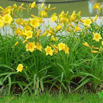 大花萱草 忘忧草 耐寒花卉 金娃娃萱草 种根 萱草花苗 多色选择