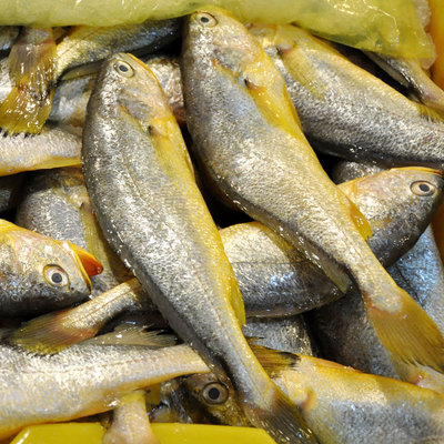 象山石浦海鮮東海 新鮮野生小黃魚/黃花魚一斤6-8條