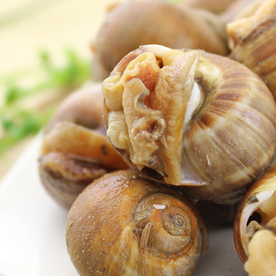 大连海鲜特产鲜活钢螺新鲜香螺活鲜海产极品小海鲜鲜活水产品