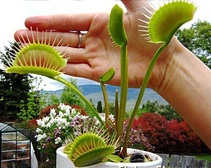 食虫植物-超大捕蝇草(大型捕蝇草)