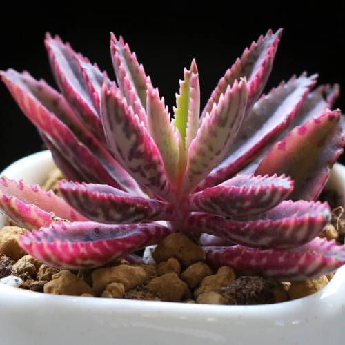 窄叶不死鸟 多肉绿植 落地生根观赏盆栽 懒人植物 带盆栽好