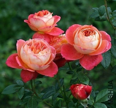 红桃女王)月季扡插小苗