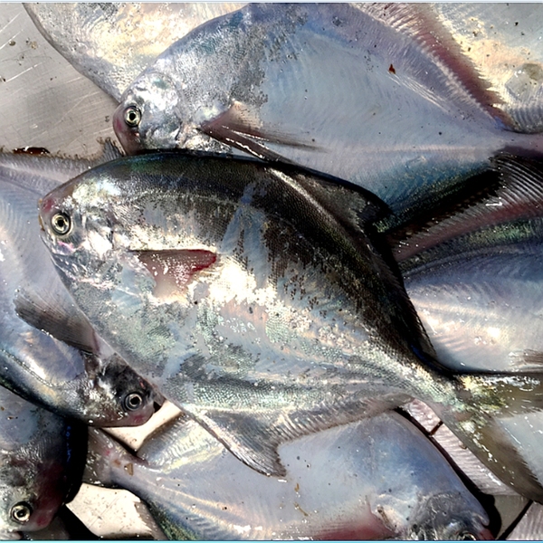 现捕新鲜海鲜 鲳鱼 平鱼 鳊鱼鲜活 水产品批发一斤2-3条
