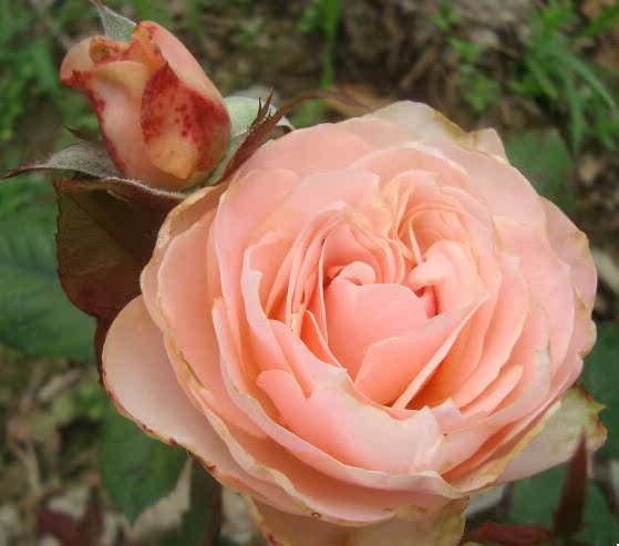 月季现货大苗 永远的科莫 1,5年地栽裸根苗