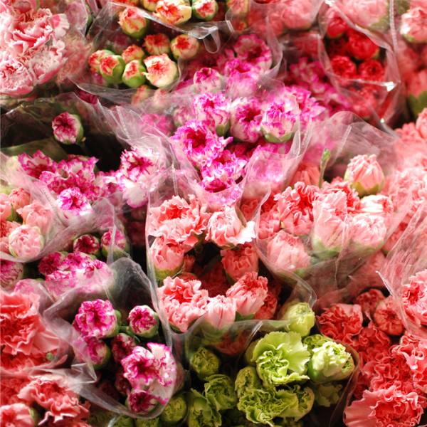 康乃馨批發雲南昆明鮮花批發花店江蘇浙江上海安徽特惠鮮花速遞