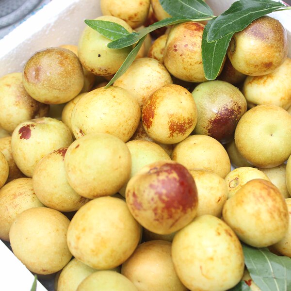 天成果园新鲜水果红枣枣子正宗陕西牛奶冬枣金丝蜜枣2斤送1斤包邮