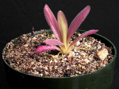 食虫植物-阿芙罗狄蒂捕虫堇(p.x aphrodite)