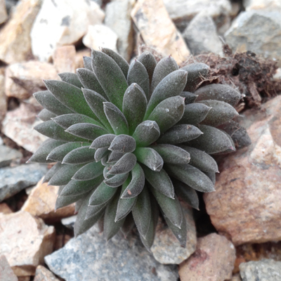 七彩 滇石莲 黑色系 实拍多肉植物 4cm左右 有须根