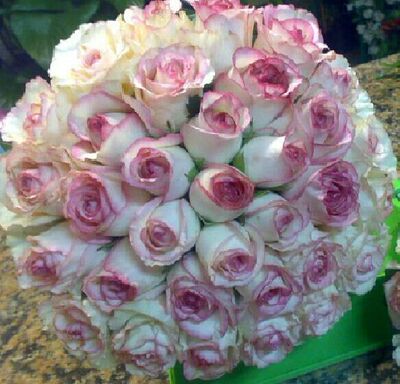 东篱园艺 玫瑰月季 欧月【快乐之源】扦插苗 稍有黑斑介意慎拍