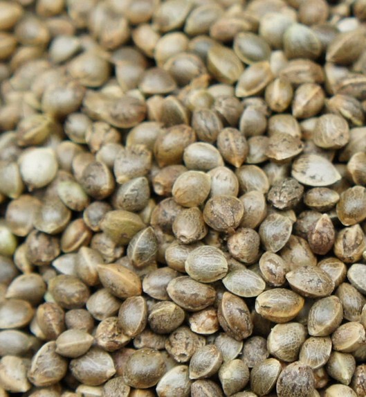 广西巴马火麻子/火麻籽/种子/果仁 未去壳450g做火麻汤 火麻茶