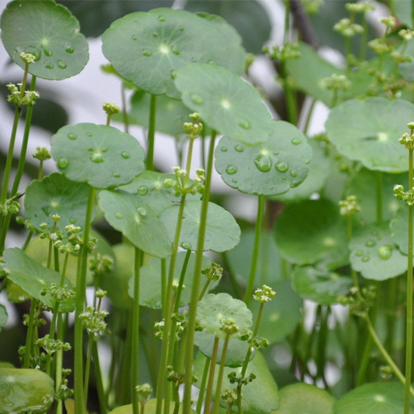 新品 积雪草纯露花水 祛疤去痘印修复补水抗老 买就送薰衣草500ml