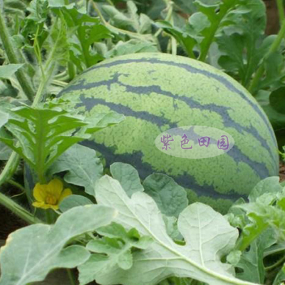 【西瓜种子】新疆天山早佳8424西瓜种子新优