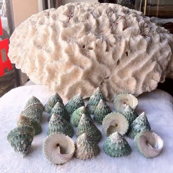 满30元包邮天然大绿塔螺贝壳/海螺地/装饰收藏/摆设礼品鱼缸3-4cm