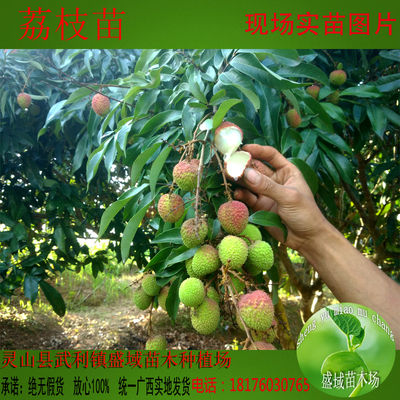 包邮果树无核荔枝苗妃子笑苗澄迈荔枝苗南方果