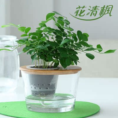 花清楓-新如水好養盆栽 九里香 綠植水培植物開花香/3:7能量棉土