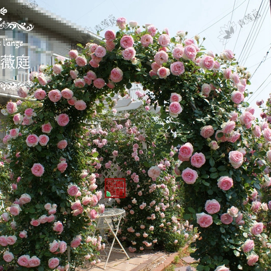 龙沙宝石系藤本月季1加仑2加仑扦插盆栽玫瑰花苗四季植物花卉