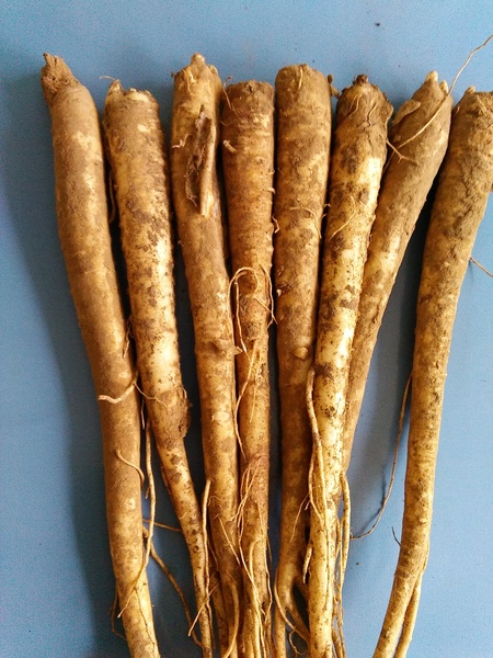 2015年新鲜桔梗500克/二年生鲜桔梗干/狗宝咸菜/延边新产/不包邮